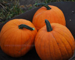 Pumpkins in Idaho