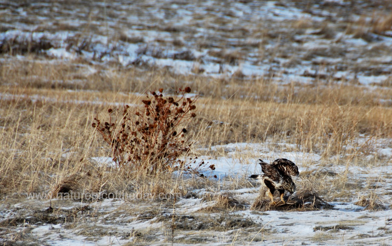 Hawk in the field