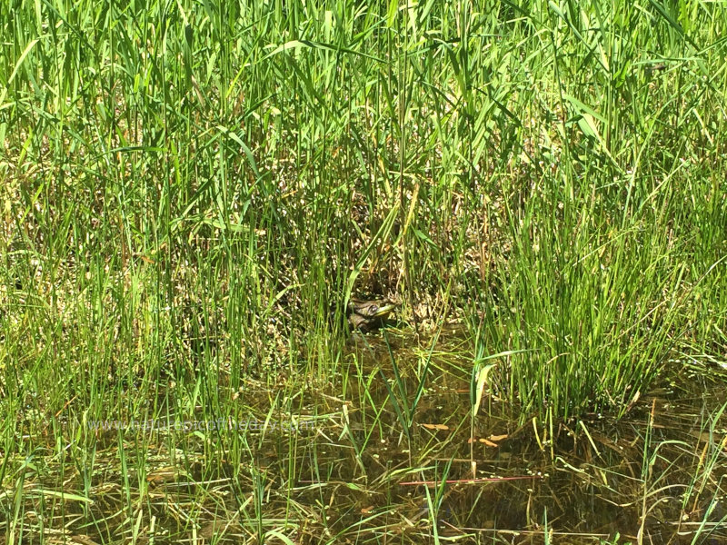 A frog hiding in a pond.