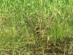 A frog hiding in a pond.