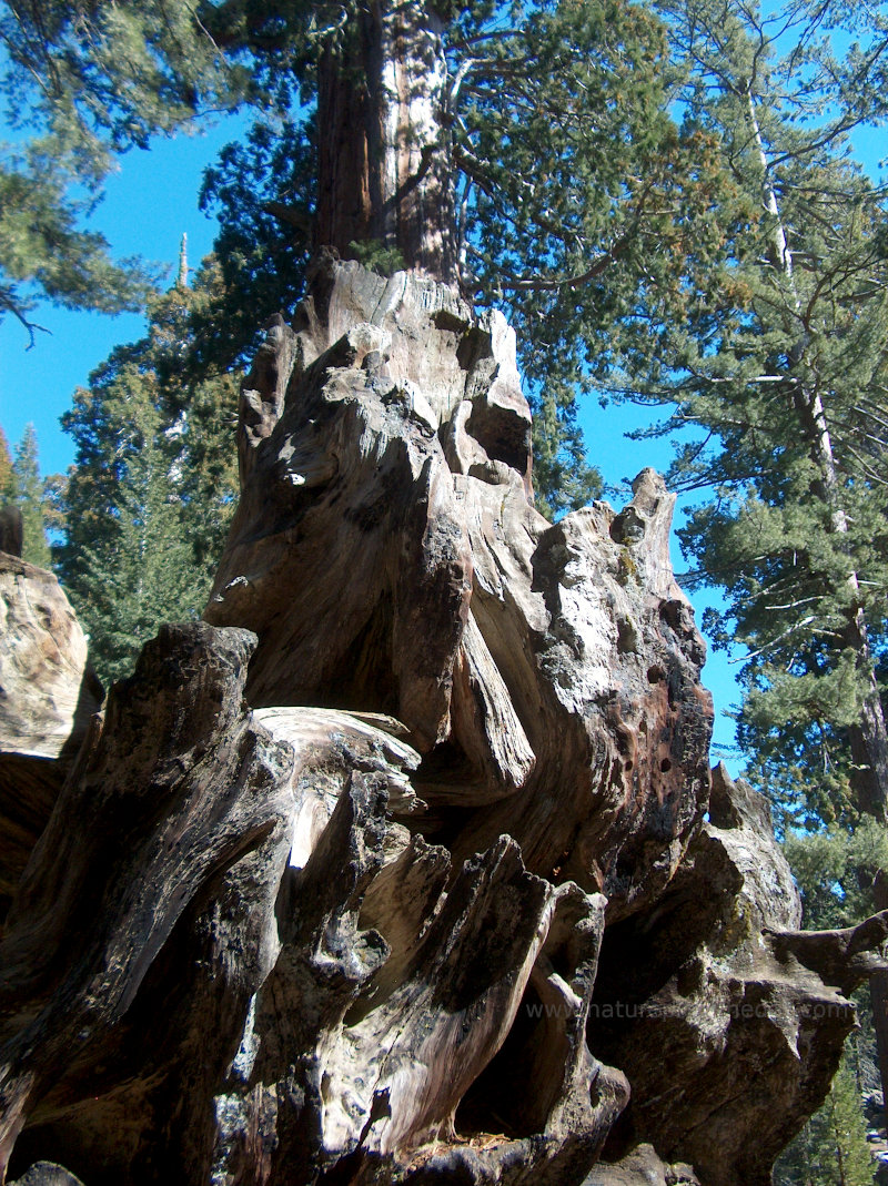 Sequoia National Park