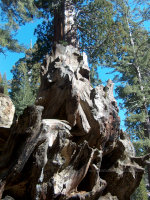 Sequoia National Park