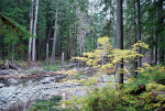 A creek in Mount Rainier National Park