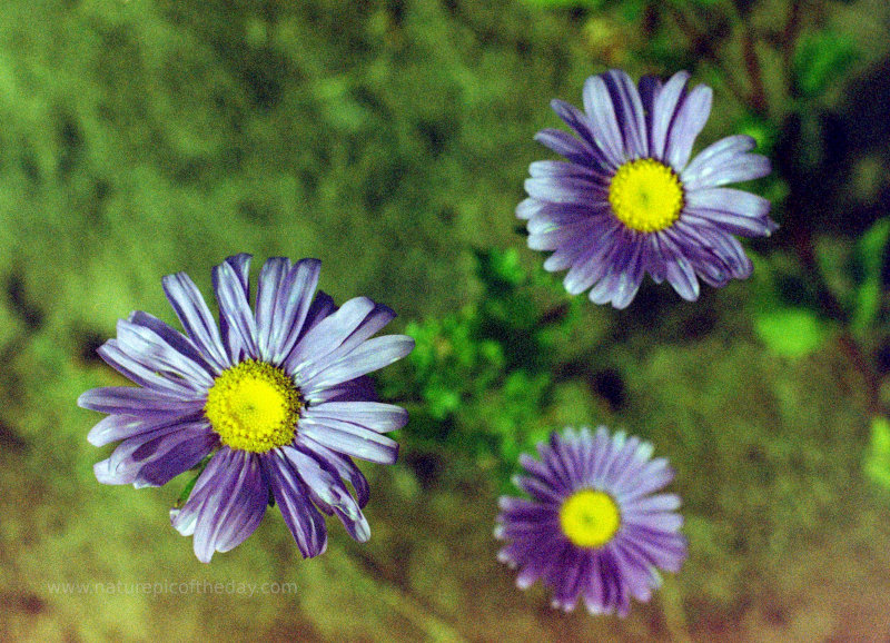 Daisy Flowers