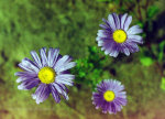 Daisy Flowers