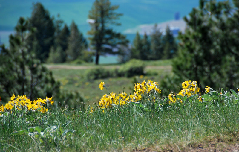 Flowers on the Palouse