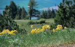 Flowers on the Palouse