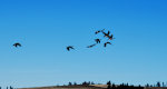 Canada Geese flying