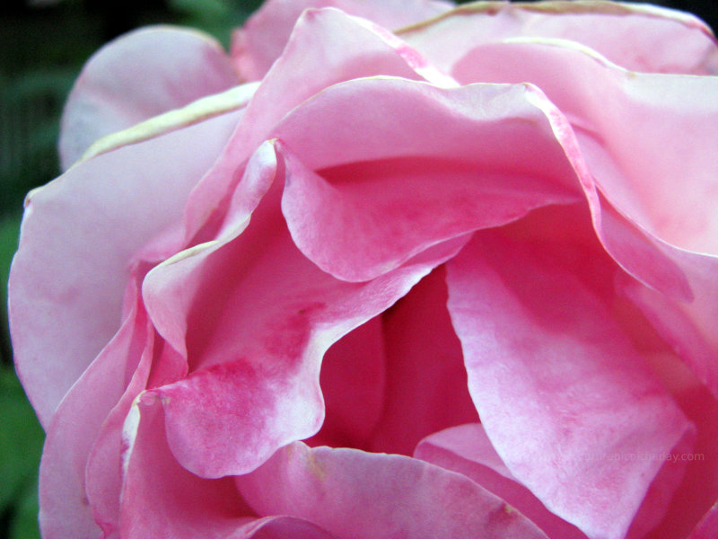 Pink Rose Petals
