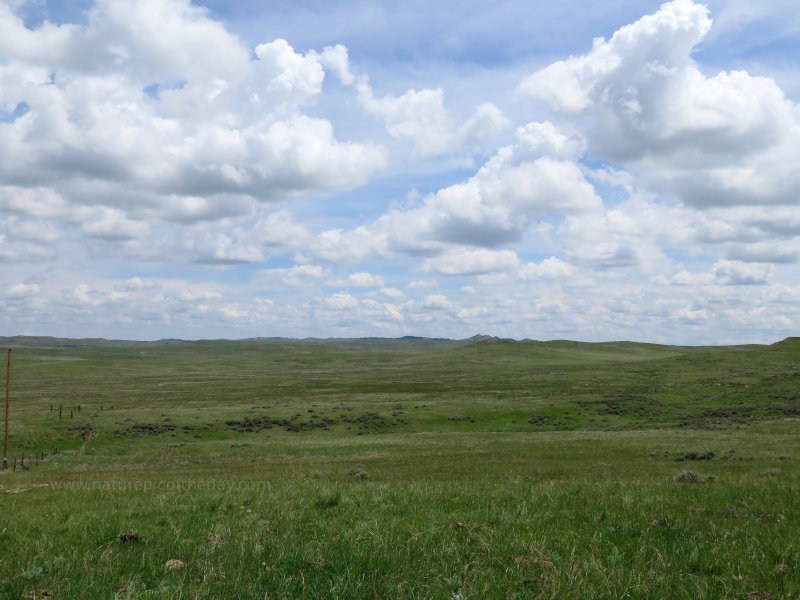 Montana Prairie