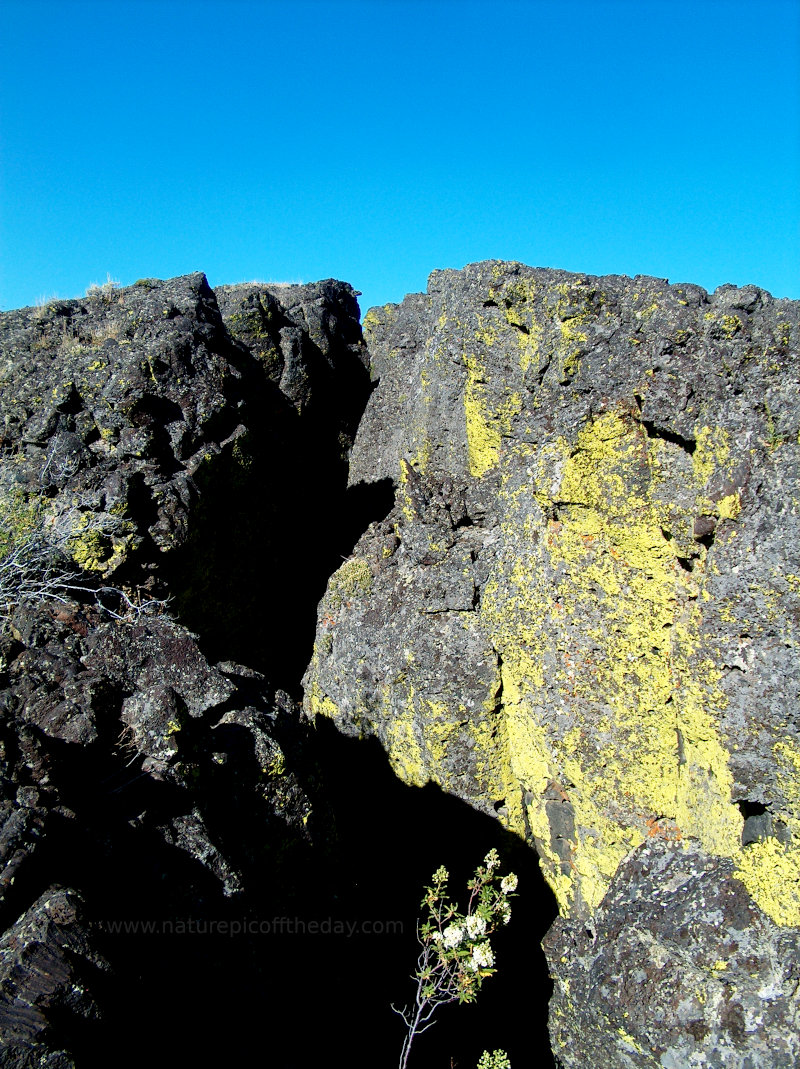 Lichen in Craters of the Moon National Monument
