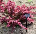 Orange Rocket Barberry growing in the spring