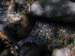 Granite and a creek in California