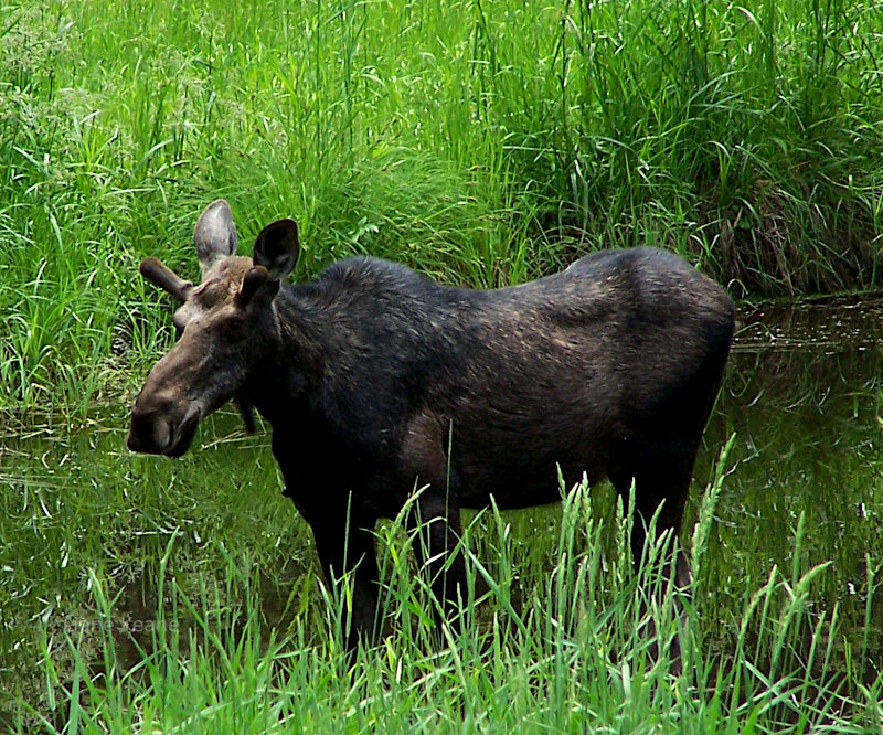 Moose in Montana