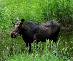 Moose in Montana