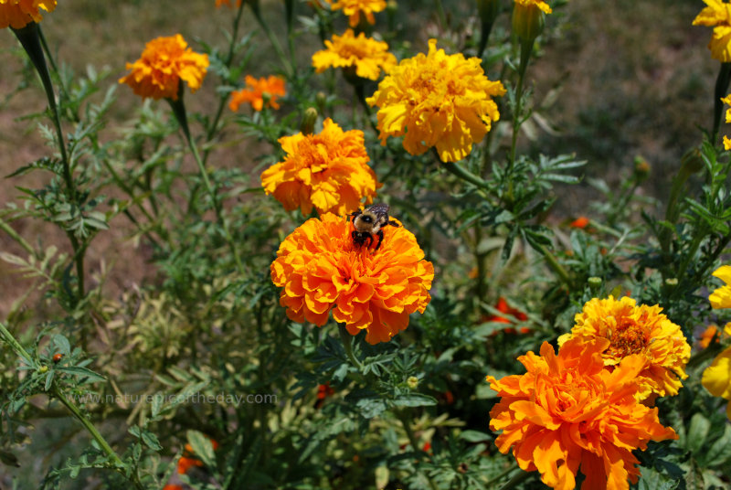 Bumble Bee on a Marigold