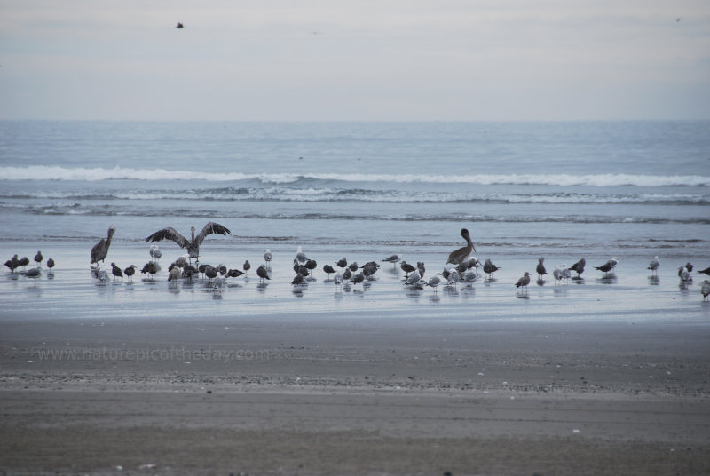 Birds on the beach in Washington State