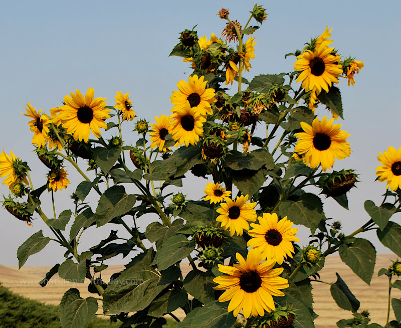 Sunflowers 