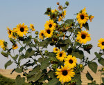 Sunflowers 