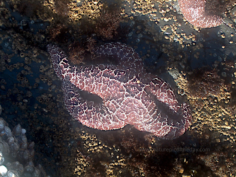 Starfish in California