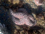 Starfish in California