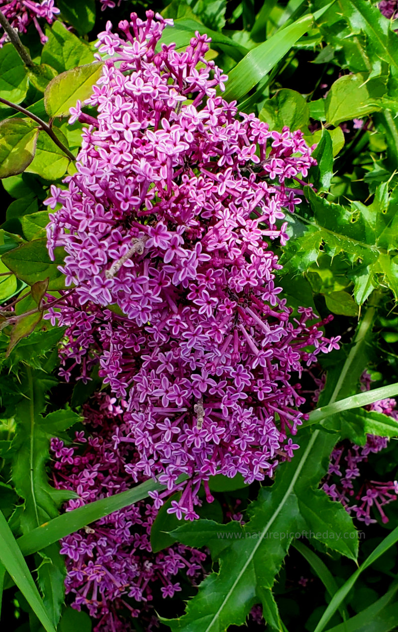 Purple Flowers