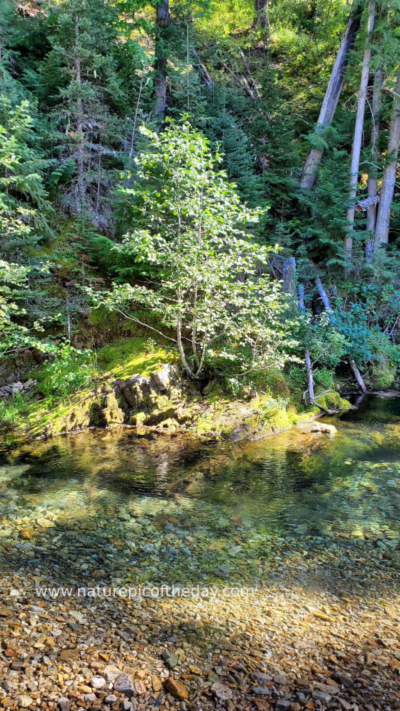 Mountain stream