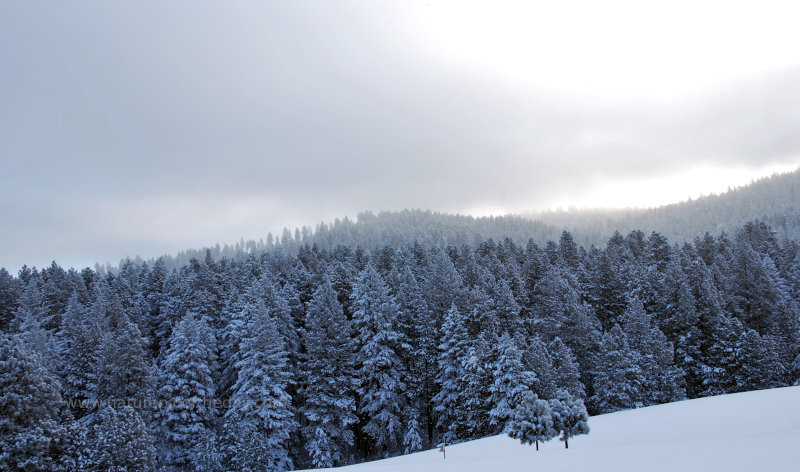 Snow covered landscape