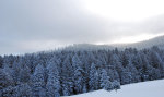 Snow covered landscape