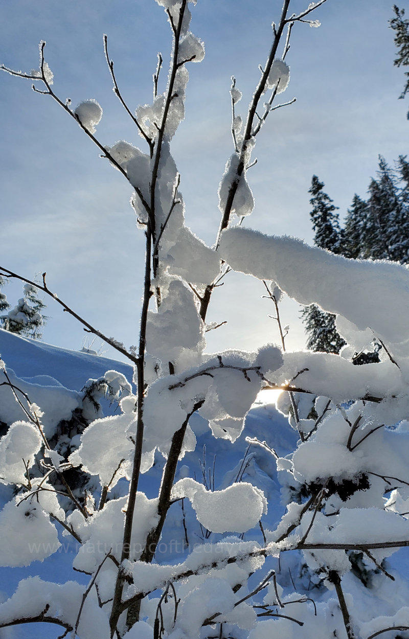 Snow on bare branches