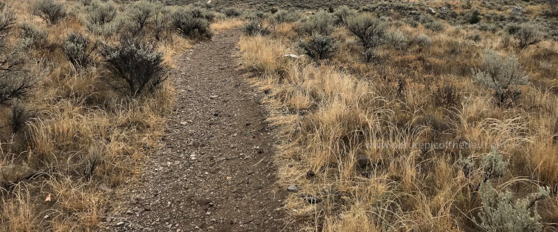 Sagebrush and mountains