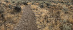 Sagebrush and mountains