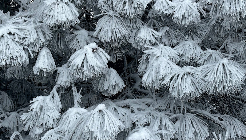 Frosty Needles