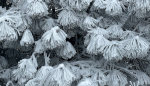 Frosty Needles