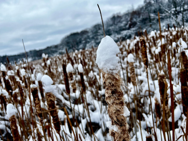 Cattails in Minnesota