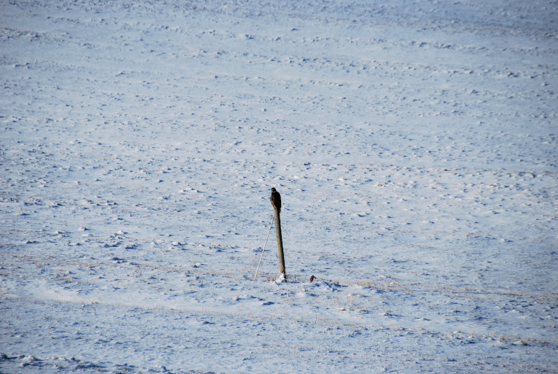 Hawk on a post