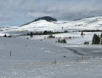 Coyote in a snow covered field