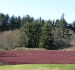 Cranberry Bog in Washington State