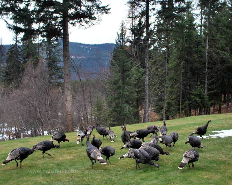 Turkeys on the loose.