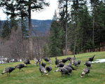 Turkeys on the loose.