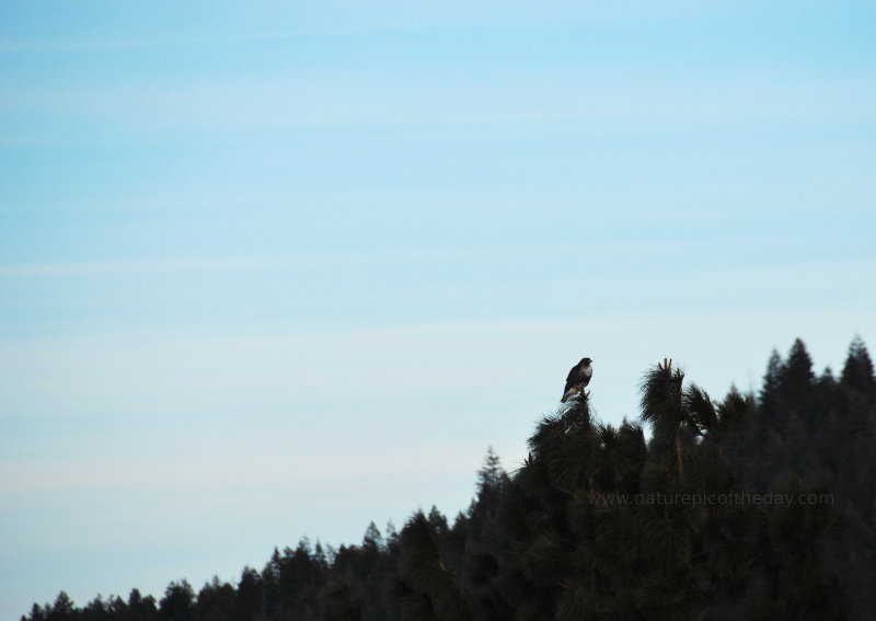 Pine Tree with a Hawk