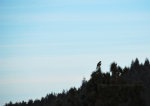 Pine Tree with a Hawk