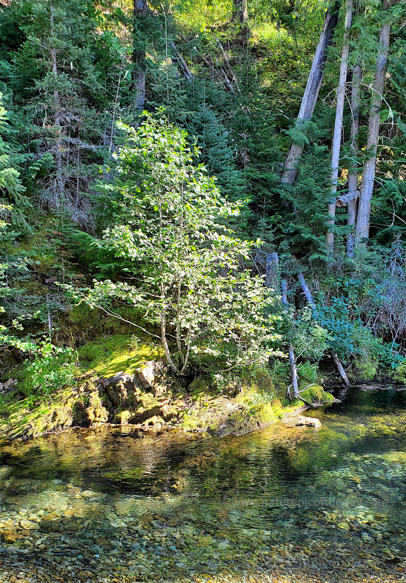 A creek through the forest