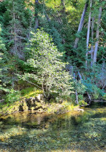 A creek through the forest