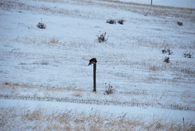 Hawk On A Fence Posts