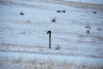 Hawk On A Fence Posts