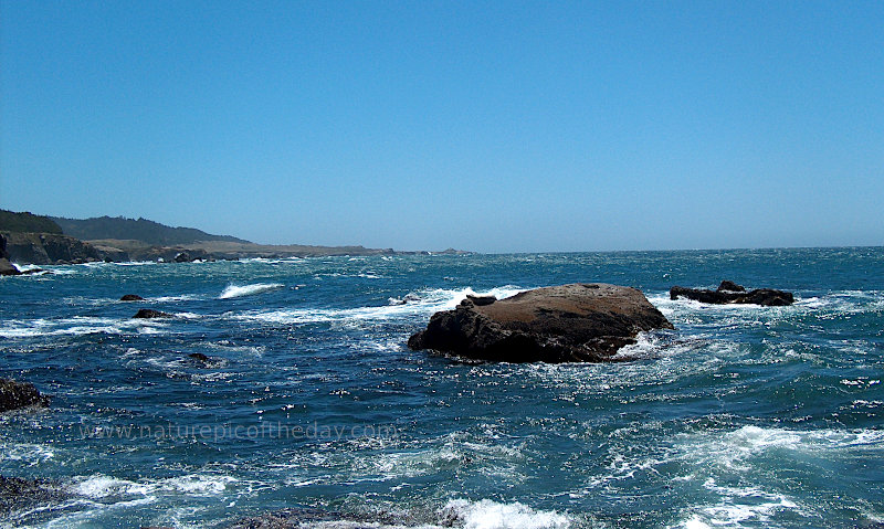 Seal on a rock