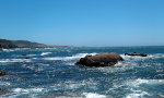 Seal on a rock