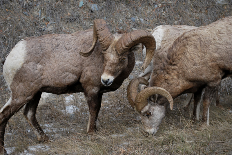 Bighorn Sheep