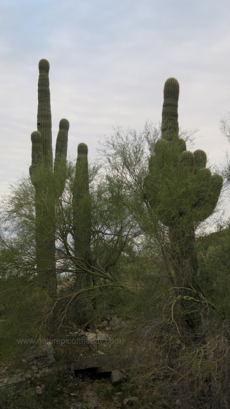 Cactus in Arizona